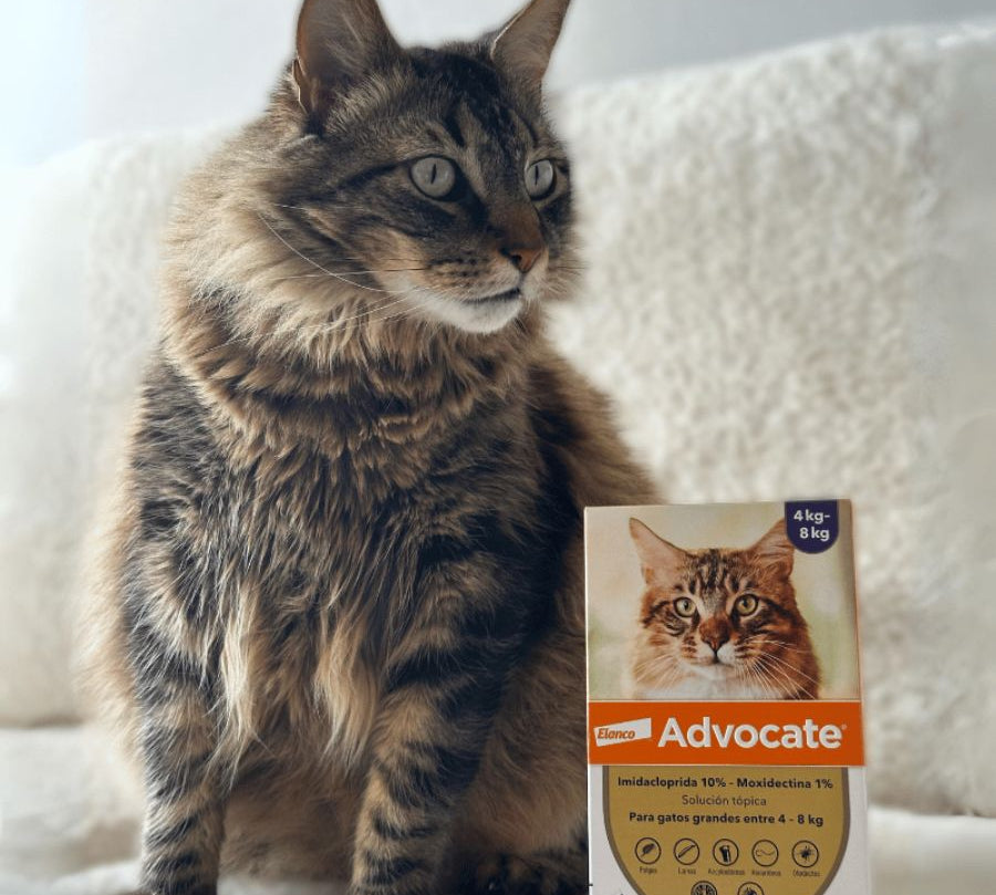 Advocate Pipeta Gatos 4–8 kg antiparasitario de amplio espectro que protege contra pulgas, ácaros, gusanos intestinales y previene el gusano del corazón.