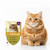 Advocate Pipeta Gatos 4–8 kg antiparasitario de amplio espectro que protege contra pulgas, ácaros, gusanos intestinales y previene el gusano del corazón.