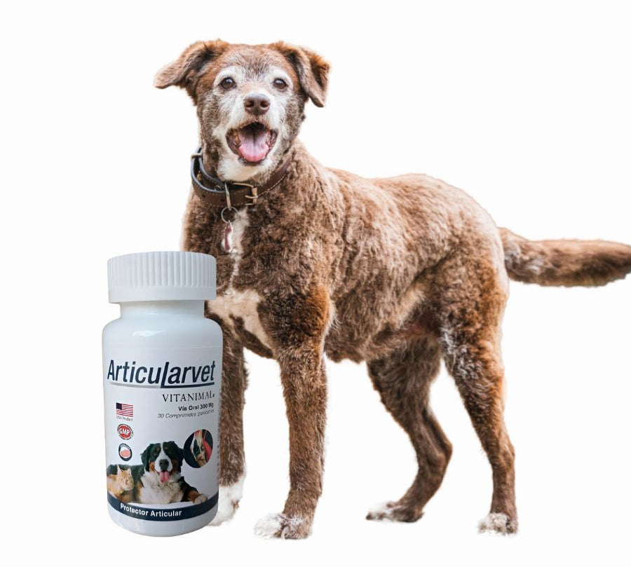Articularvet 30 Comprimidos , condroprotector natural para perros y gatos. Protege las articulaciones, reduce el dolor y mejora la movilidad. B-Pets
