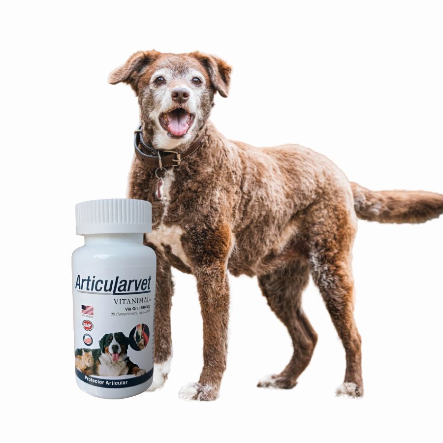 Articularvet 30 Comprimidos , condroprotector natural para perros y gatos. Protege las articulaciones, reduce el dolor y mejora la movilidad. B-Pets