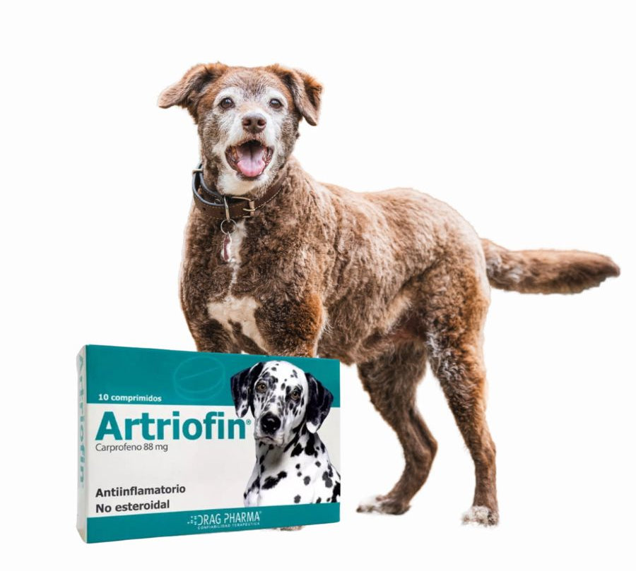 Artriofin 88mg 10 Comprimidos , antiinflamatorio oral para perros. Alivia el dolor articular y postoperatorio de forma eficaz y segura. B-Pets