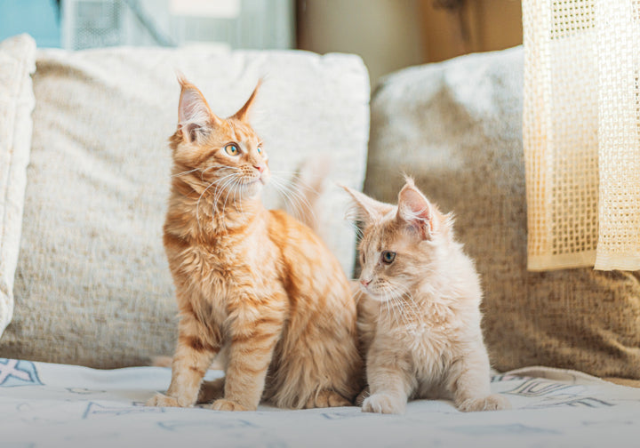 Qué son los churus y por qué los gatos los aman – Veterinaria B-Pets