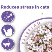 Beaphar Calming Spot On Pipeta Calmante para Gatos 🐱 con valeriana, reduce estrés y ansiedad por una semana. Fácil aplicación y efecto en 1 hora.