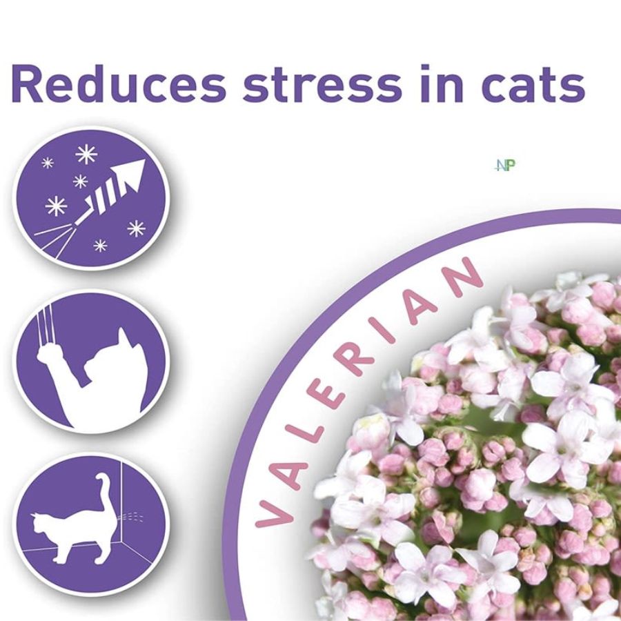 Beaphar Calming Spot On Pipeta Calmante para Gatos 🐱 con valeriana, reduce estrés y ansiedad por una semana. Fácil aplicación y efecto en 1 hora.