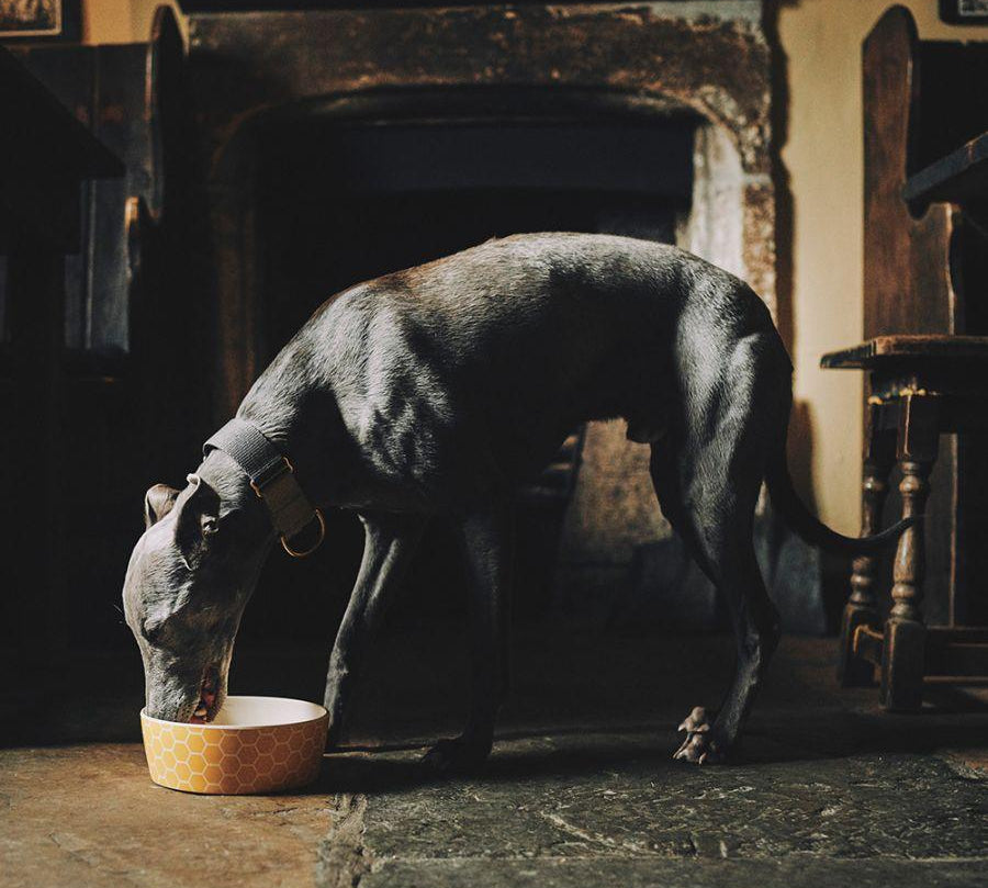 Beco-Bowl-Salvemos-las-Abejas-para-Perros.jpg
