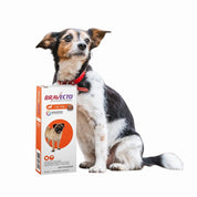 Bravecto Perro 4.5-10kg (250mg), antiparasitario masticable con protección de 12 semanas contra pulgas, garrapatas y sarna. Acción rápida y segura. 