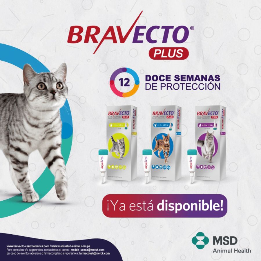 Bravecto Plus Gato 2,8 a 6,25 kg controla pulgas, garrapatas y parásitos internos con una sola pipeta. Protección prolongada por 12 semanas. B-Pets