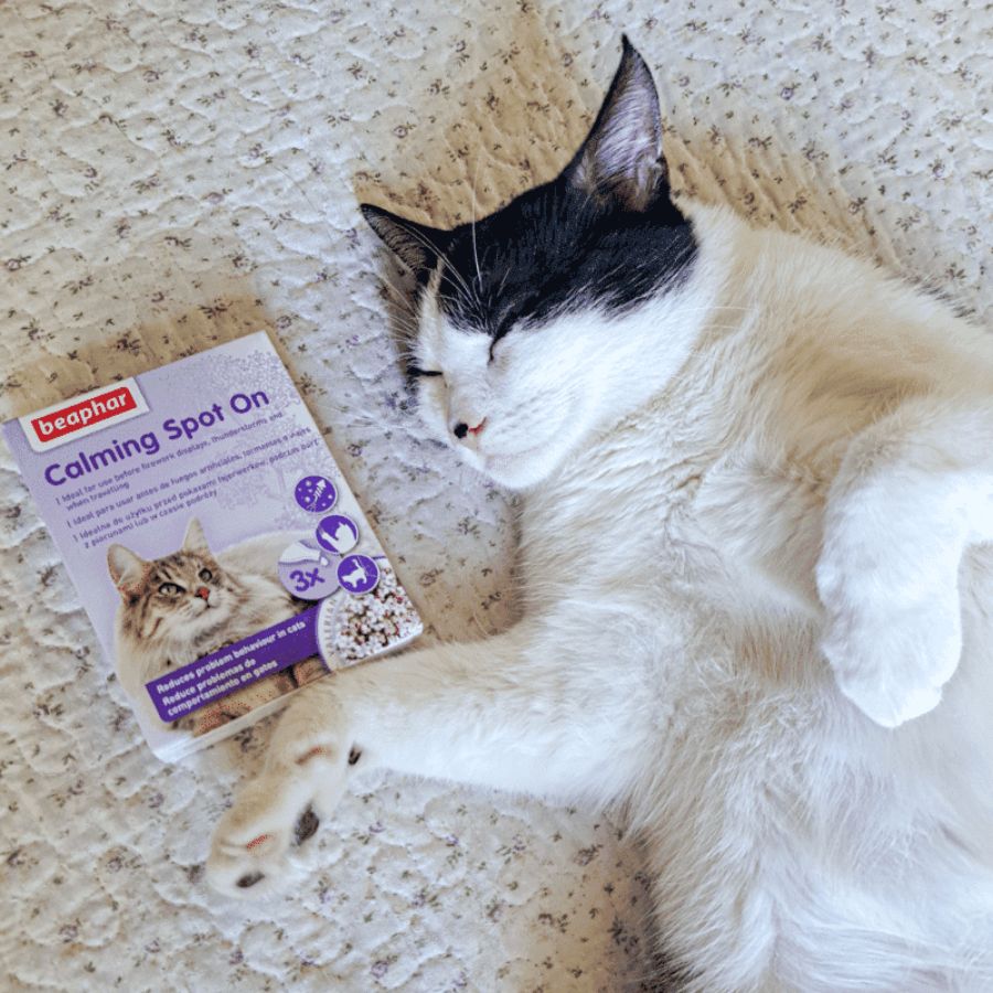Beaphar Calming Spot On Pipeta Calmante para Gatos 🐱 con valeriana, reduce estrés y ansiedad por una semana. Fácil aplicación y efecto en 1 hora.