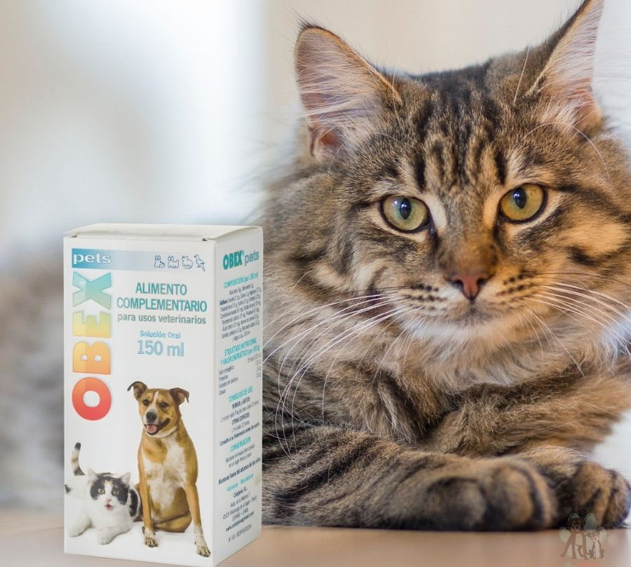 Catalysis Obex Suplemento para la Pérdida de Peso Mascotas 150 ml regula el metabolismo, reduce el apetito y favorece la quema de grasa sin efectos secundarios.