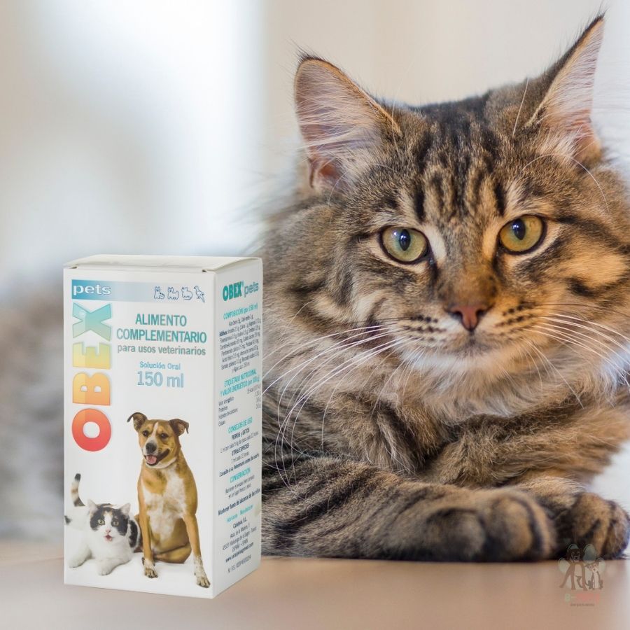 Catalysis Obex Suplemento para la Pérdida de Peso Mascotas 150 ml regula el metabolismo, reduce el apetito y favorece la quema de grasa sin efectos secundarios.