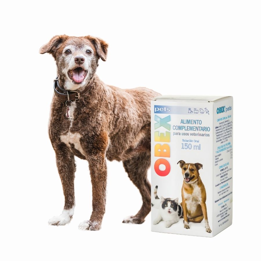 Catalysis Obex Suplemento para la Pérdida de Peso Mascotas 150 ml regula el metabolismo, reduce el apetito y favorece la quema de grasa sin efectos secundarios.