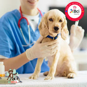 Vacuna óctuple para perros protege contra 8 enfermedades graves como Distemper y Parvovirus. Refuerza sus defensas desde cachorro con dosis anuales.