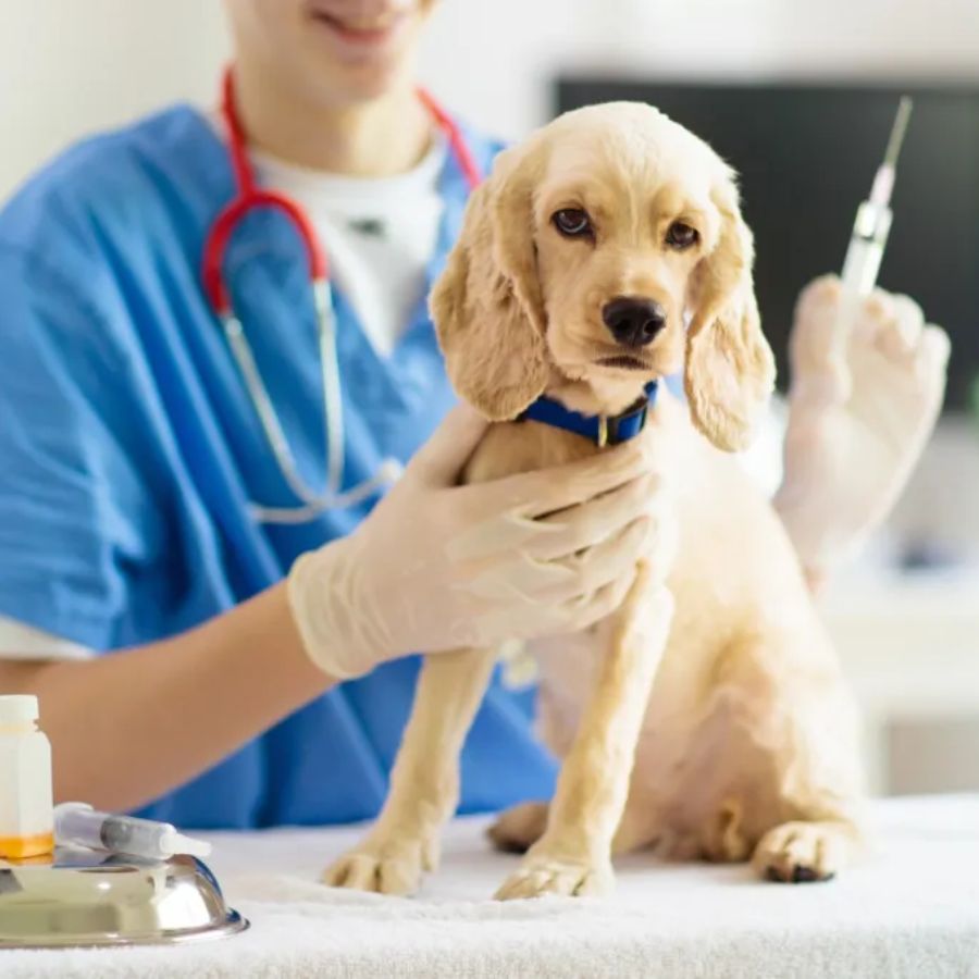 Vacuna óctuple para perros 🐶 protege contra 8 enfermedades graves como Distemper y Parvovirus. Refuerza sus defensas desde cachorro con dosis anuales.