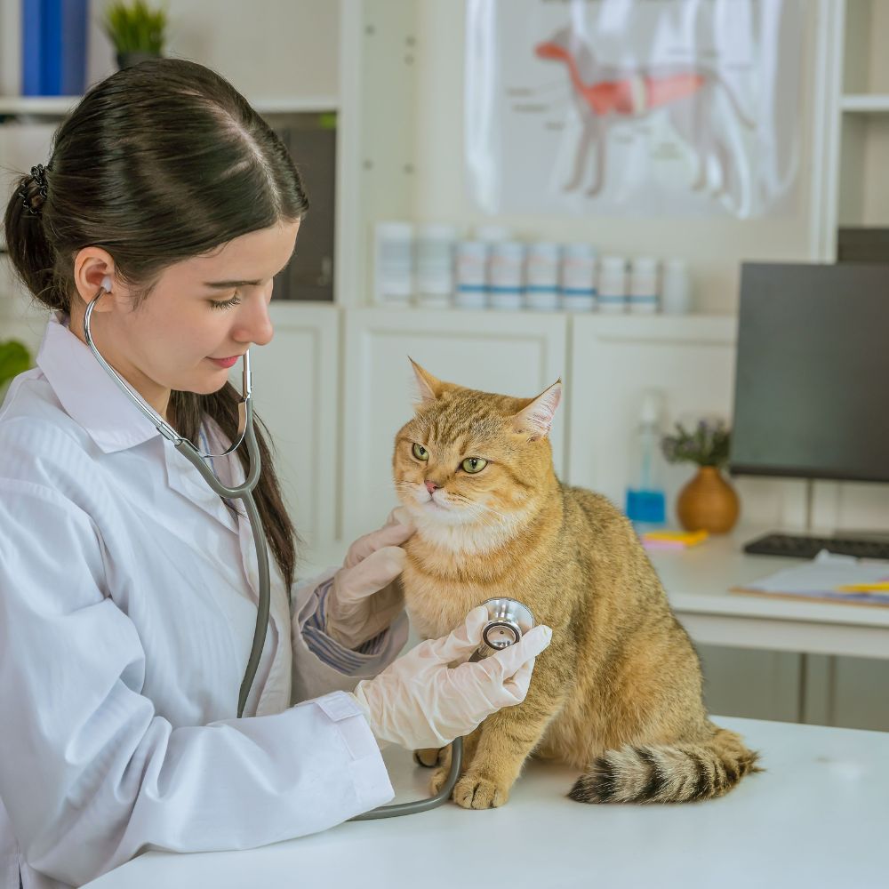 Atención veterinaria felina especializada en un entorno tranquilo y diseñado para gatos. Diagnósticos precisos, manejo amable y cuidados personalizados.