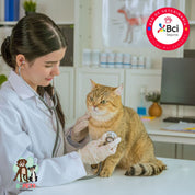 Atención veterinaria felina especializada en un entorno tranquilo y diseñado para gatos. Diagnósticos precisos, manejo amable y cuidados personalizados.
