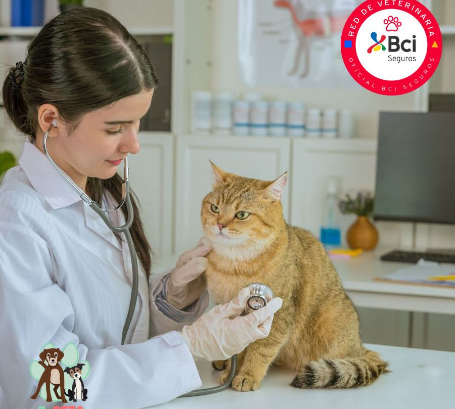 Atención veterinaria felina especializada en un entorno tranquilo y diseñado para gatos. Diagnósticos precisos, manejo amable y cuidados personalizados.