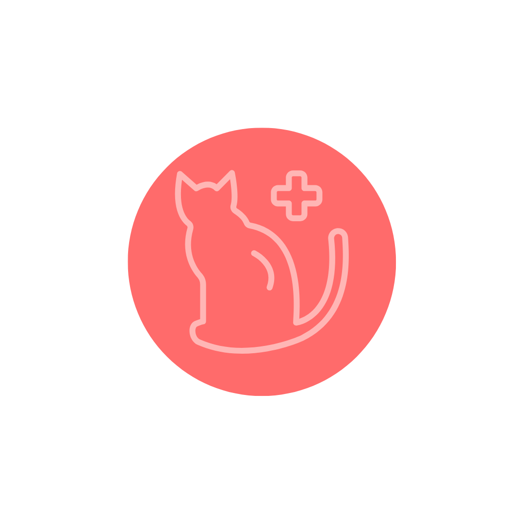 Veterinaria Especialista en gatitos