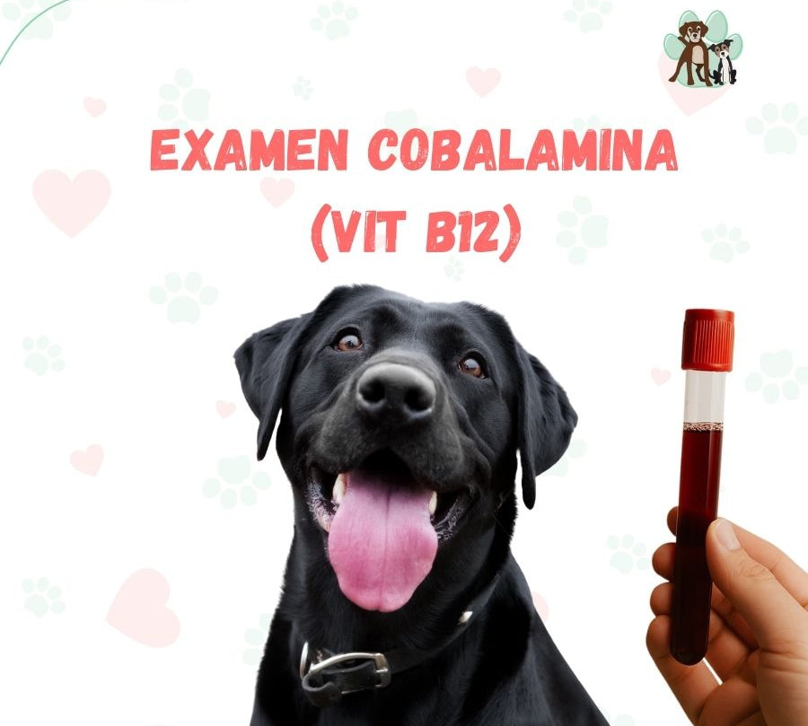 Examen de Cobalamina para perros y gatos en B-Pets. Ambiente petfriendly, resultados en 24 hrs y agendamiento fácil. ¡Cuidamos su bienestar físico y emocional!