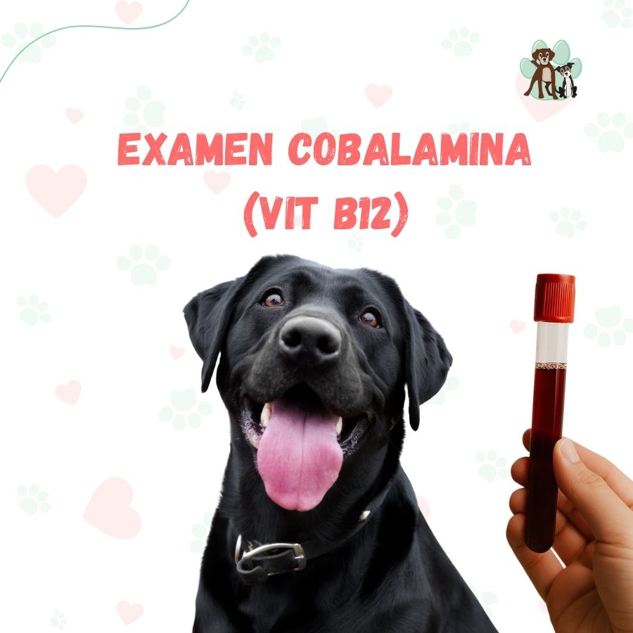 Examen de Cobalamina para perros y gatos en B-Pets. Ambiente petfriendly, resultados en 24 hrs y agendamiento fácil. ¡Cuidamos su bienestar físico y emocional!