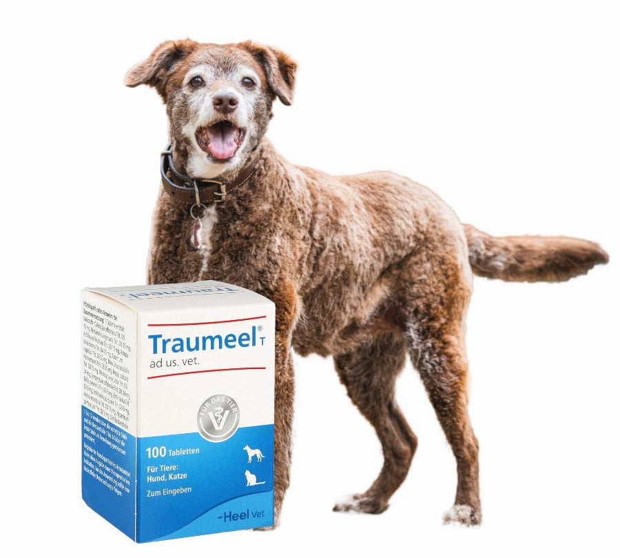 Heel Traumeel 100 Comprimidos, tratamiento homeopático para mascotas que alivia inflamaciones, dolores y promueve la reparación de tejidos.