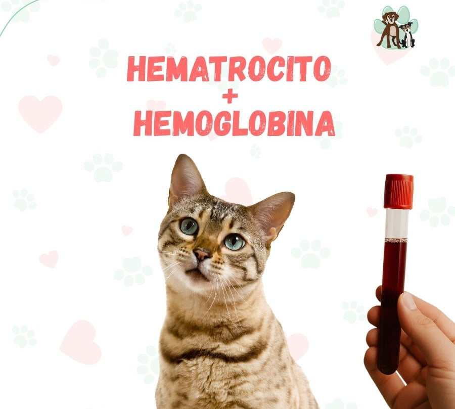 Examen de sangre Hematrocito + Hemoglobina para perros y gatos en B-Pets. Ambiente petfriendly, resultados en 24 hrs y agendamiento fácil. ¡Cuidamos su bienestar físico y emocional!
