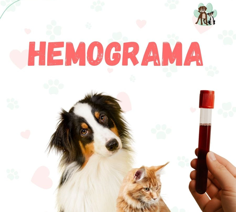 Examen de sangre Hemograma para perros y gatos en B-Pets. Ambiente petfriendly, resultados en 24 hrs y agendamiento fácil. ¡Cuidamos su bienestar físico y emocional!