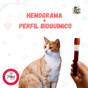 Examen de sangre Hemograma + Perfil Bioquimico para perros y gatos en B-Pets. Ambiente petfriendly, resultados en 24 hrs y agendamiento fácil. ¡Cuidamos su bienestar físico y emocional!