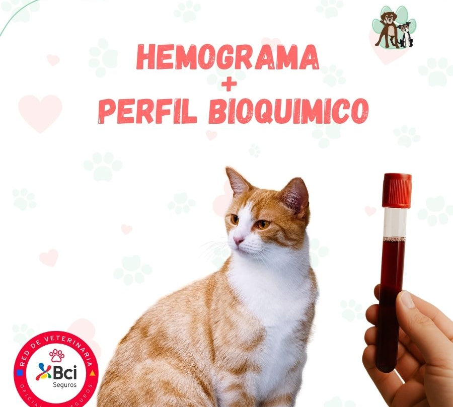 Examen de sangre Hemograma + Perfil Bioquimico para perros y gatos en B-Pets. Ambiente petfriendly, resultados en 24 hrs y agendamiento fácil. ¡Cuidamos su bienestar físico y emocional!