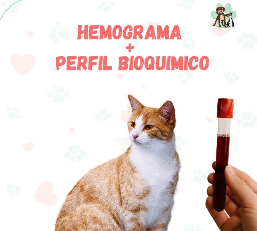 Examen de sangre Hemograma + Perfil Bioquimico para perros y gatos en B-Pets. Ambiente petfriendly, resultados en 24 hrs y agendamiento fácil. ¡Cuidamos su bienestar físico y emocional!