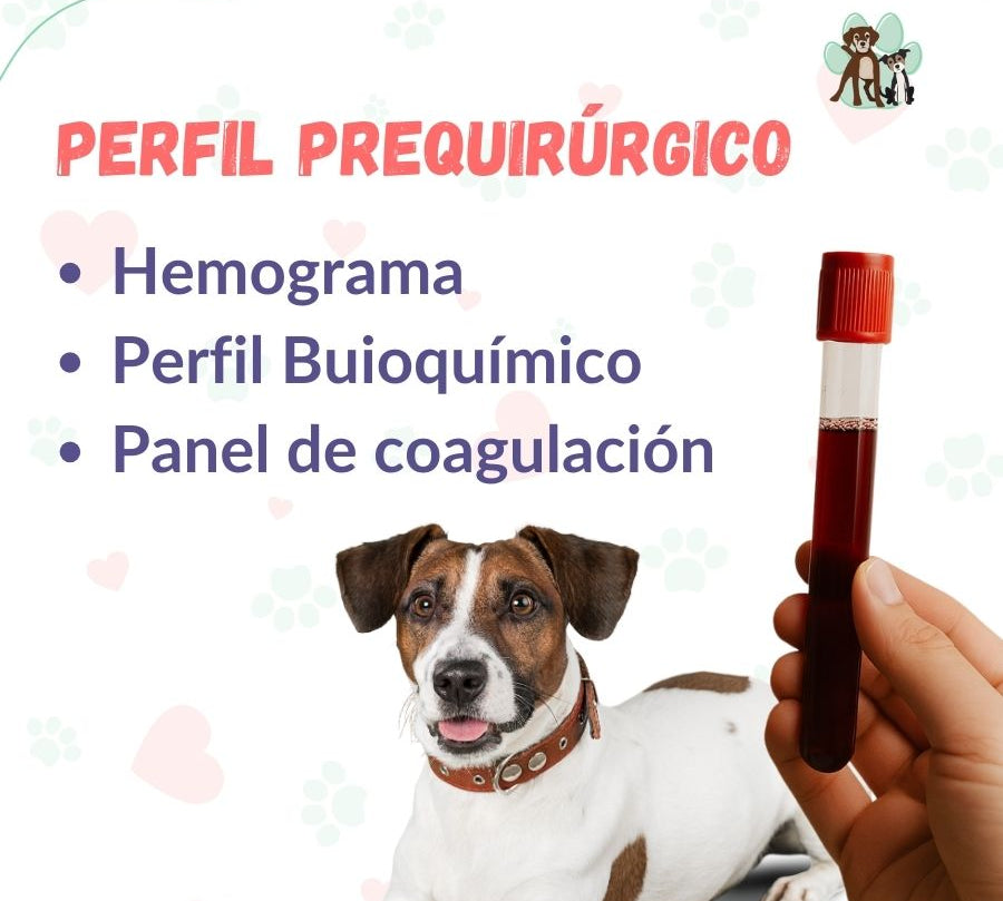 Examen de sangre prequirúrgico para perros y gatos en B-Pets. Ambiente petfriendly, resultados en 24 hrs y agendamiento fácil. ¡Cuidamos su bienestar físico y emocional!