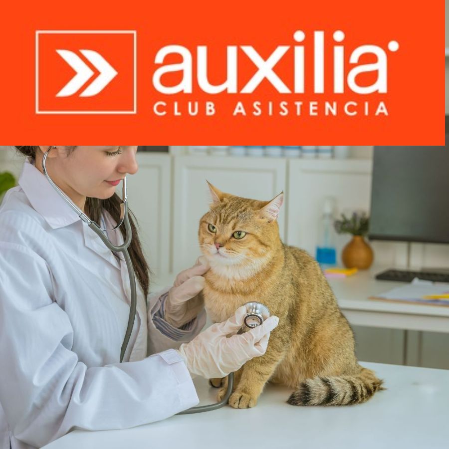 Consulta Gatos Auxilia