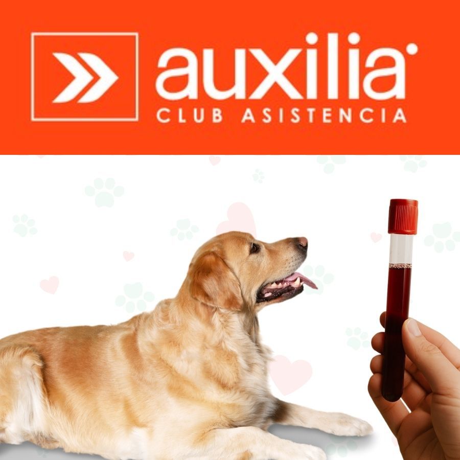 Examenes Perros Auxilia