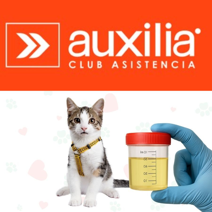 Examenes Gatos Auxilia