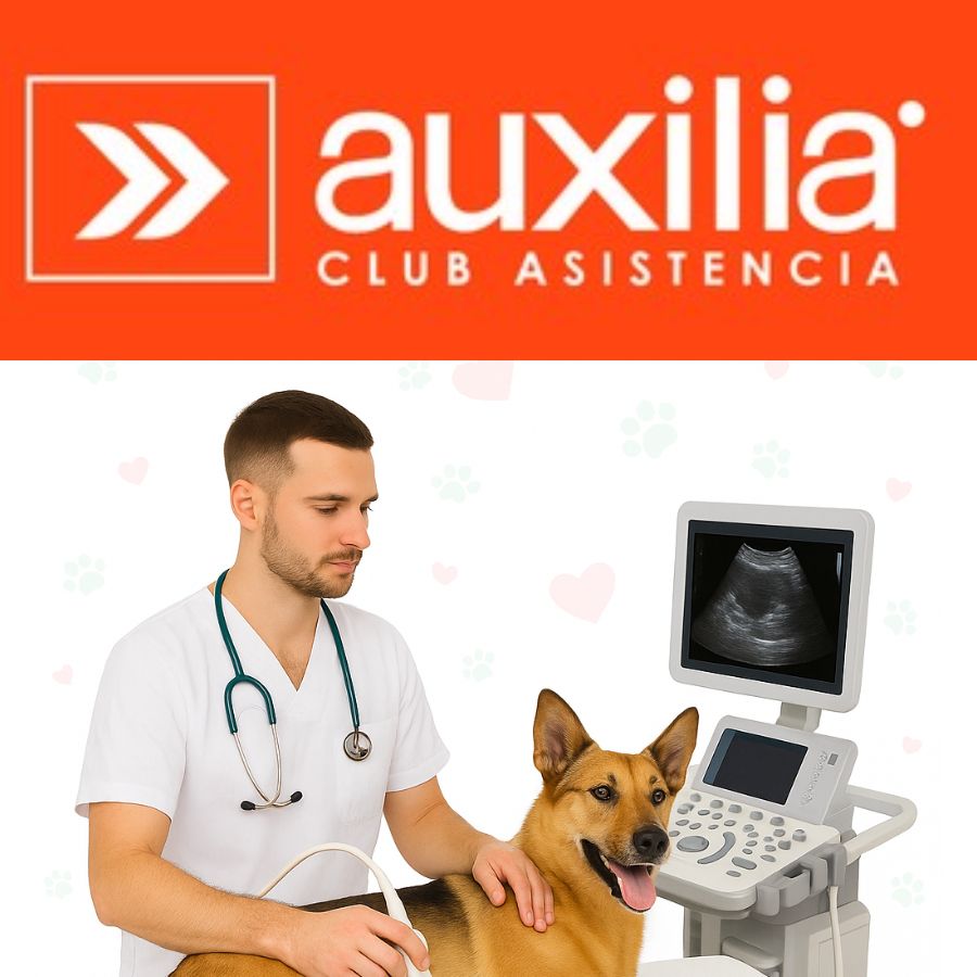 Ecografía Perros Auxilia