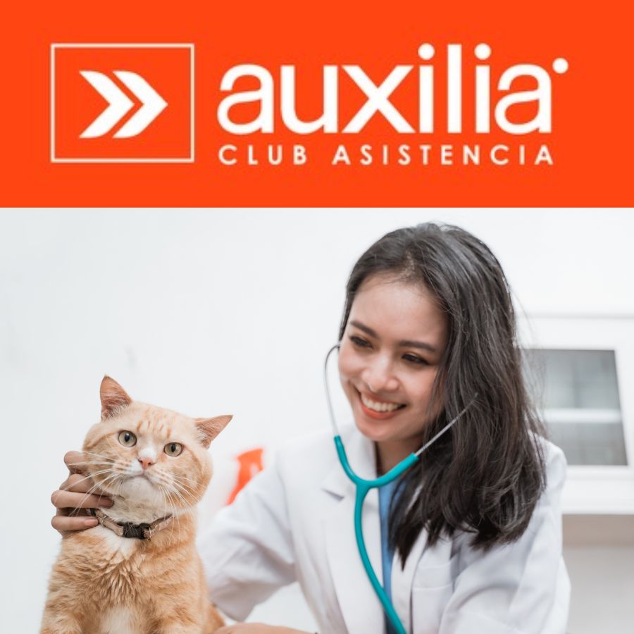 Consulta Especialidad Gatos Auxilia