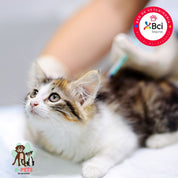 Implantación de microchip para gatos, garantiza identificación permanente y seguridad. Incluye registro nacional y certificado oficial. ¡Agenda hoy y protege a tu peludito!