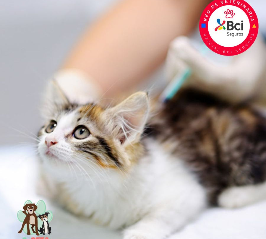 Implantación de microchip para gatos, garantiza identificación permanente y seguridad. Incluye registro nacional y certificado oficial. ¡Agenda hoy y protege a tu peludito!