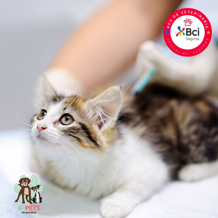 Implantación de microchip para gatos, garantiza identificación permanente y seguridad. Incluye registro nacional y certificado oficial. ¡Agenda hoy y protege a tu peludito!