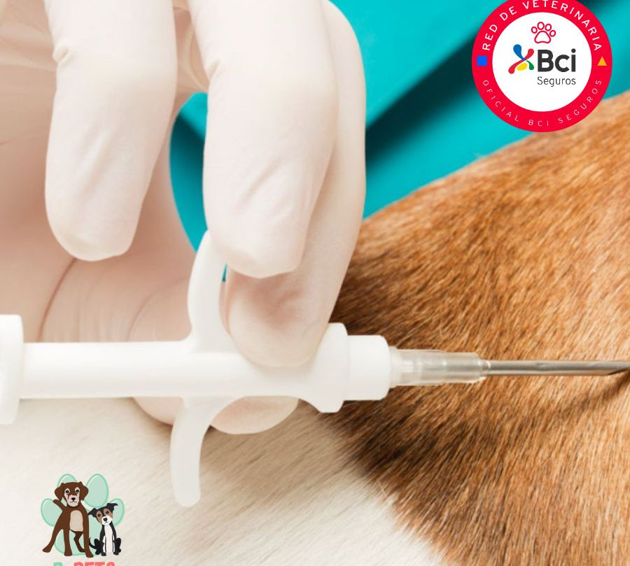 Implantación de microchip para perros, garantiza identificación permanente y seguridad. Incluye registro nacional y certificado oficial. ¡Agenda hoy y protege a tu peludito!