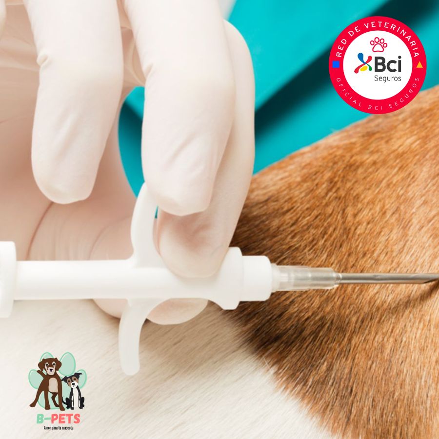 Implantación de microchip para perros, garantiza identificación permanente y seguridad. Incluye registro nacional y certificado oficial. ¡Agenda hoy y protege a tu peludito!