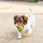 Bellota de Goma Natural 🐾, juguete de caucho para perros de hasta 11 kg, con rebote impredecible y surcos para higiene dental. Ideal para juegos interactivos.