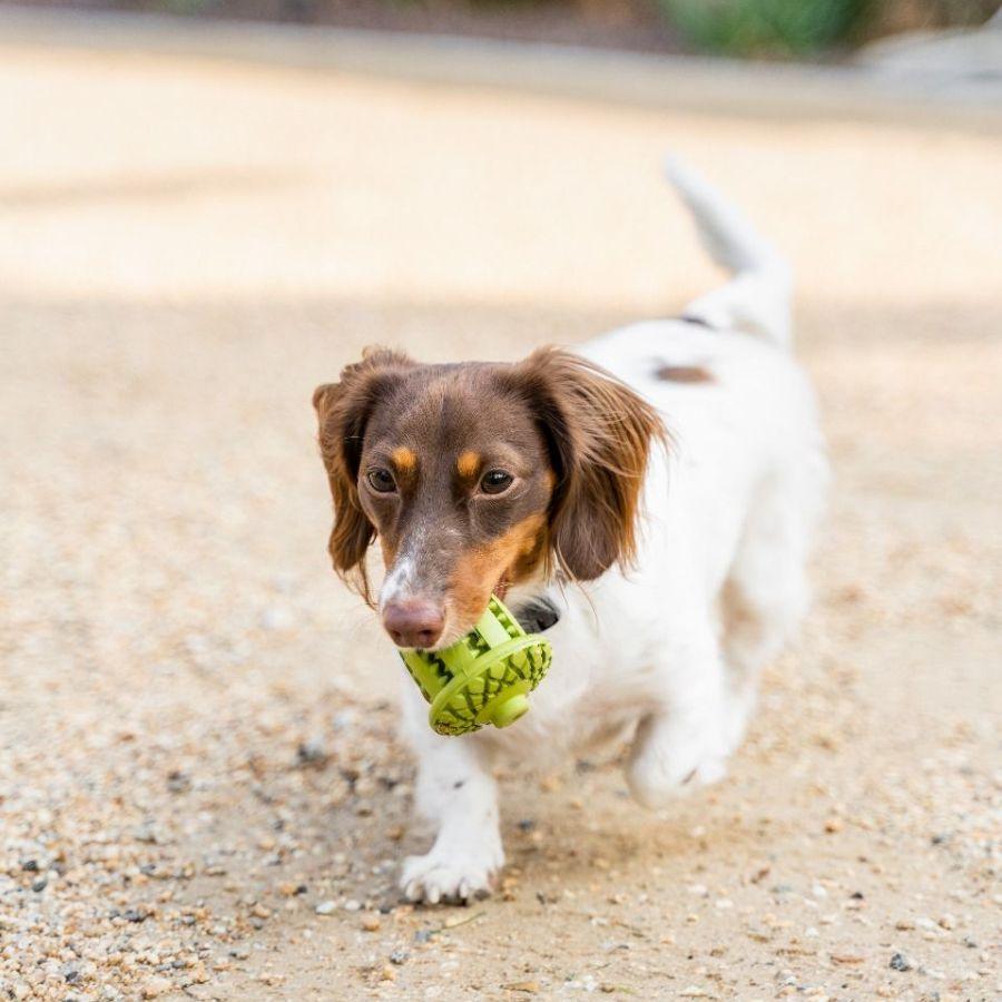 Bellota de Goma Natural 🐾, juguete de caucho para perros de hasta 11 kg, con rebote impredecible y surcos para higiene dental. Ideal para juegos interactivos.