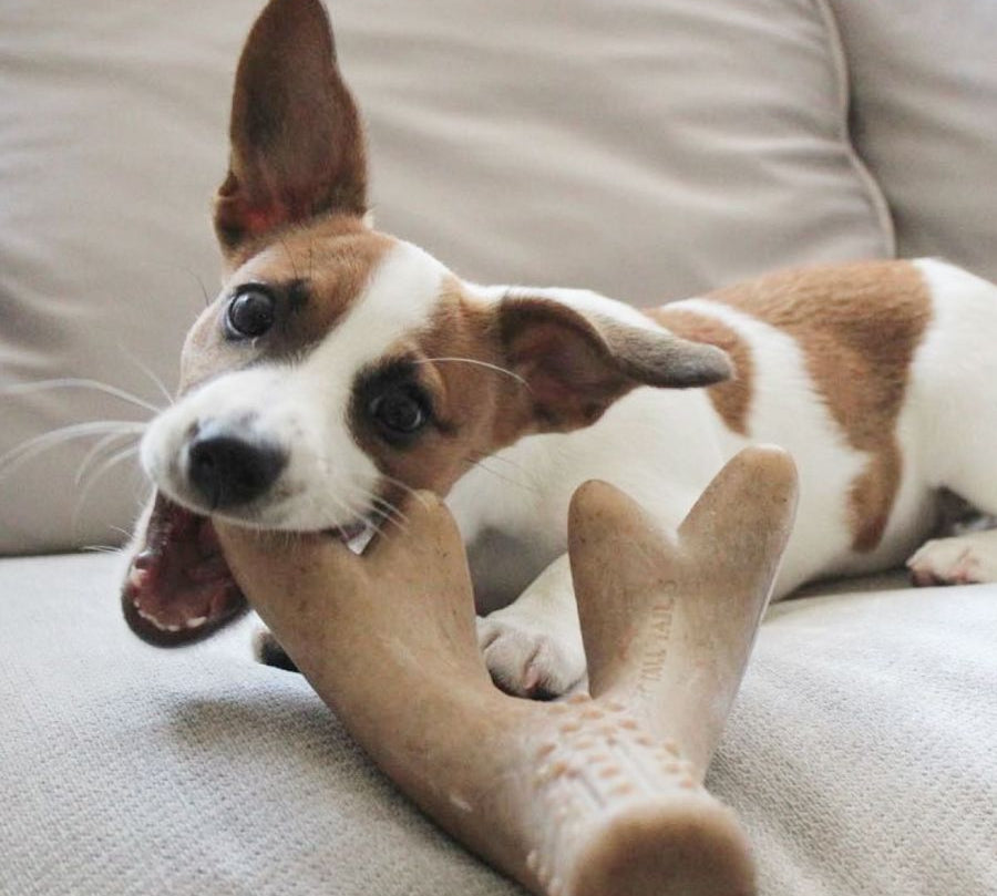 Juguete Cuerno Masticable Sabor Tocino 🐾, resistente y con aroma a tocino. Ideal para perros que aman masticar y jugar con snacks.