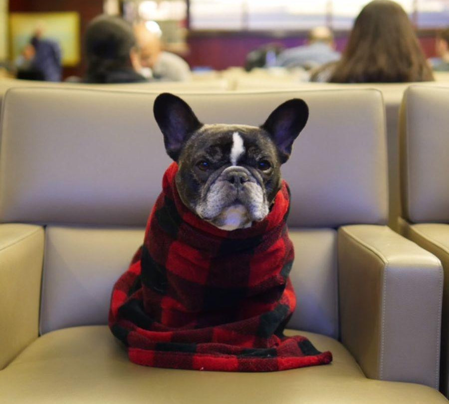 Manta Polar Hunters Plaid S, suave y acogedora, ideal para mascotas pequeñas. Protege muebles, fácil de lavar, y perfecta para viajes. Dimensiones 50 x 76 cm.