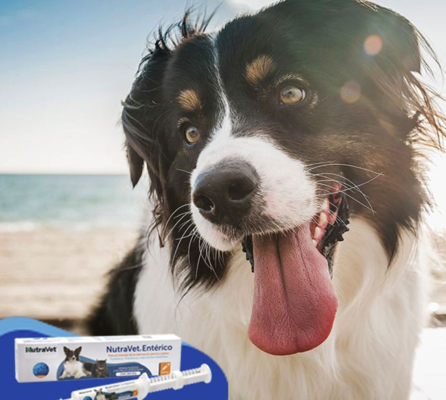 NutraVet Entérico 15g suplemento con probióticos y prebióticos para perros y gatos. Ideal para controlar la diarrea y mejorar la salud digestiva.