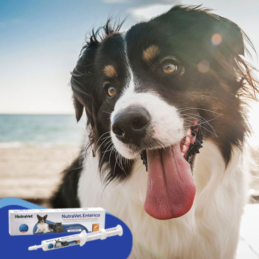 NutraVet Entérico 15g suplemento con probióticos y prebióticos para perros y gatos. Ideal para controlar la diarrea y mejorar la salud digestiva.