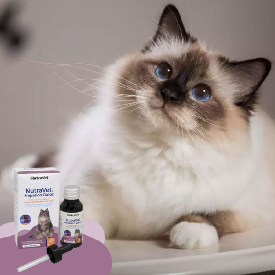 NutraVet Hepático para Gatos suplemento líquido con cardo mariano, antioxidantes y colina. Apoya la función hepática y la eliminación de toxinas.
