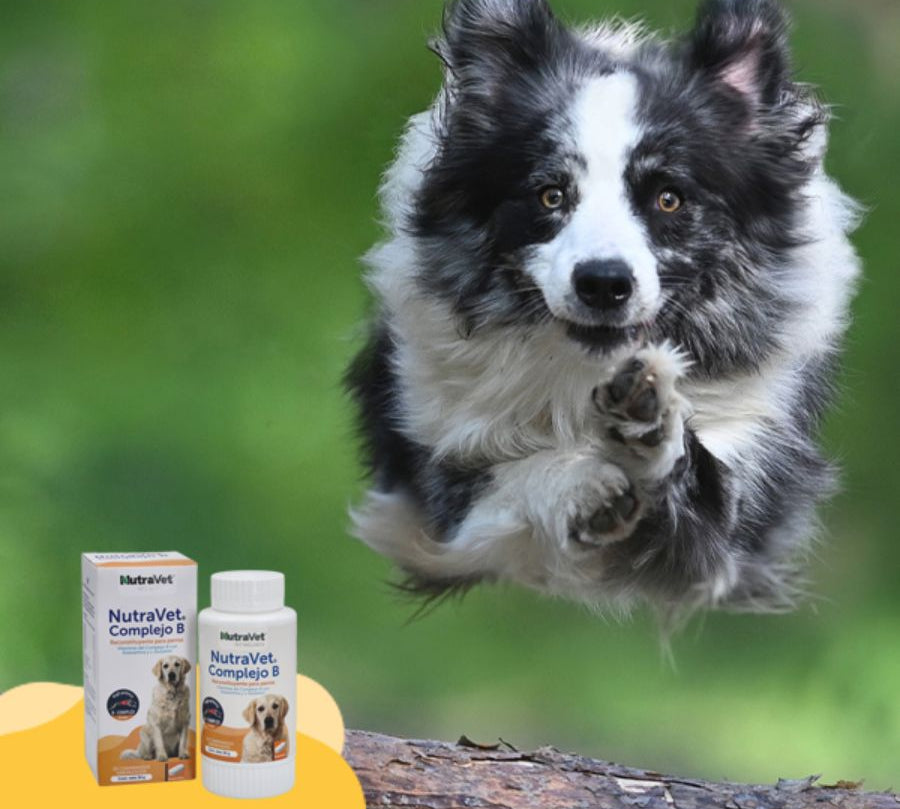 NutraVet Complejo B para Perros suplemento vitamínico con acción neuroprotectora, energética y antioxidante. Ideal para cuadros febriles y anémicos.