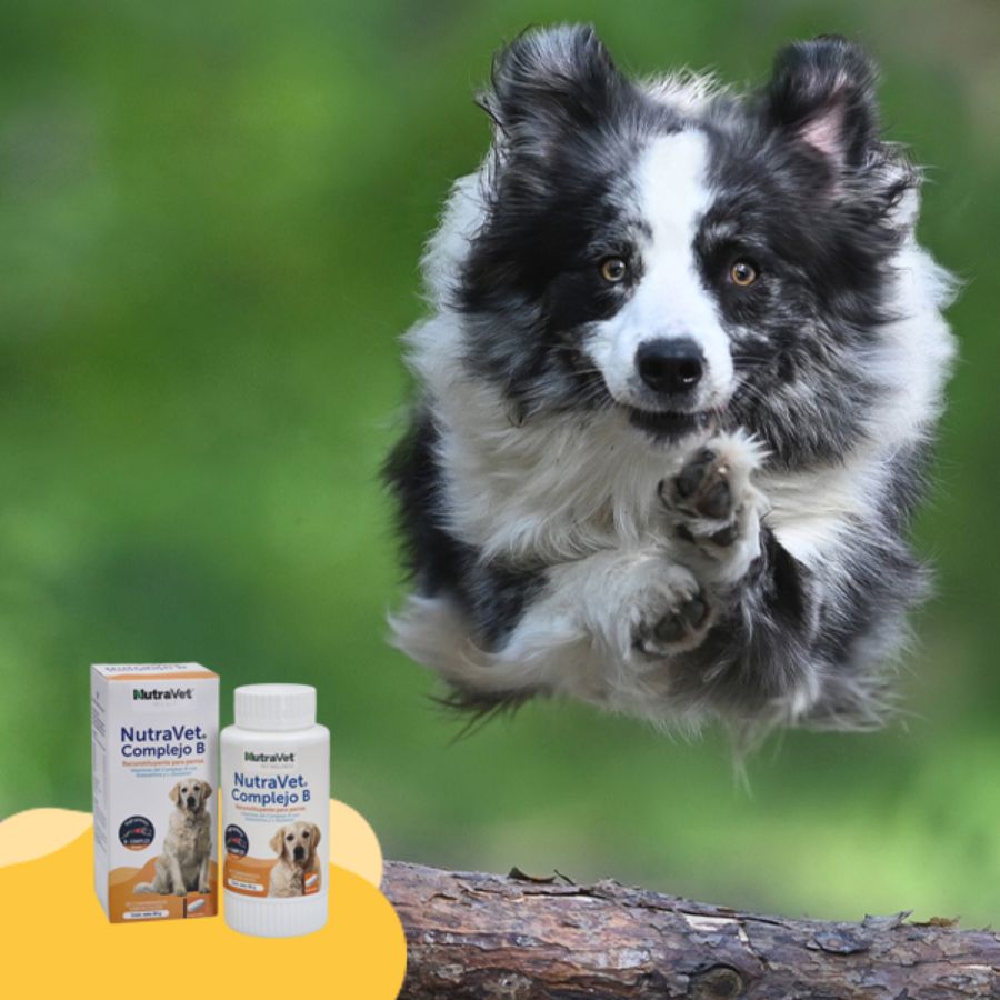 NutraVet Complejo B para Perros suplemento vitamínico con acción neuroprotectora, energética y antioxidante. Ideal para cuadros febriles y anémicos.