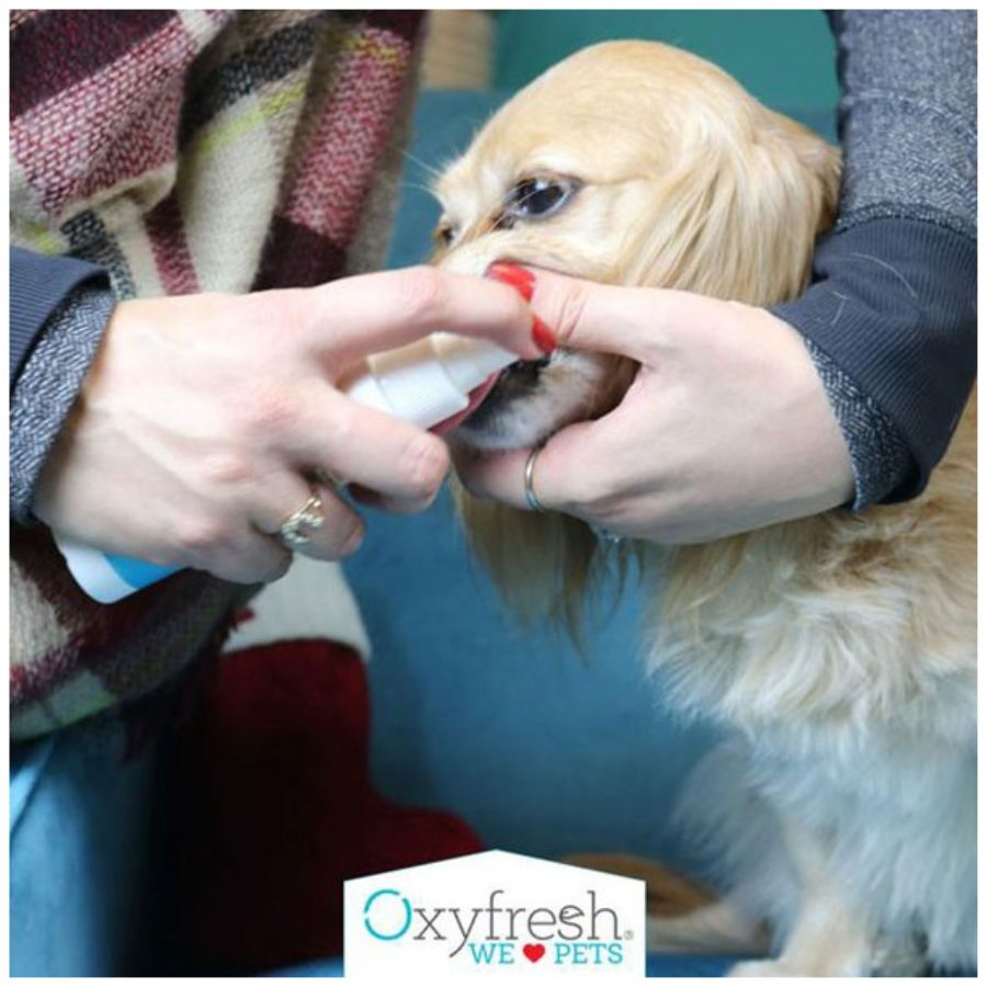Oxyfresh Spray Dental elimina el mal aliento y previene sarro al instante, con fórmula segura e insípida recomendada por veterinarios.